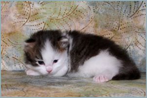 Female Siberian Kitten from Deedlebug Siberians